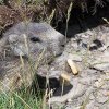 environnement-marmotte